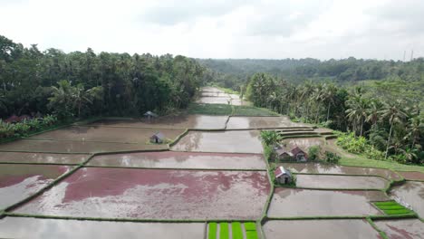 Rice-Plantation-Surrounded-By-Coconut-Trees-In-Bali,-Indonesia