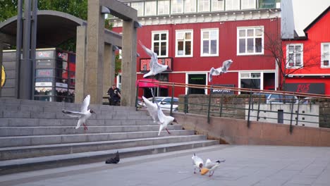 Pájaros-Atacando-Algo-De-Pan-En-Una-Plaza-En-Islandia.