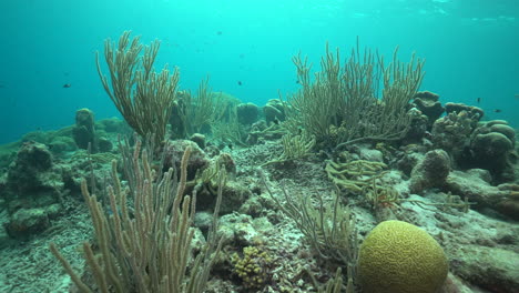 Die-Kamera-Schwenkt-über-Ein-Gesundes-Und-Lebendiges-Riff-Im-Karibischen-Meer