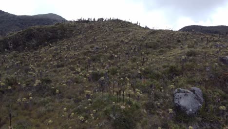 Panning-shot-of-the-Andean-landscape-on-Páramo-del-Sol-in-the-Antioquia-department-in-Colombia