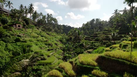 Arroz-Que-Crece-En-Campos-De-Terrazas-En-Bali,-Indonesia