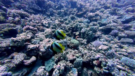 Rote-Meer-Wimpelfische-Mit-Ihren-Charakteristischen-Schwarzen,-Gelben-Und-Weißen-Markierungen-Gleiten-Anmutig-über-Ein-Lebendiges-Korallenriff-Voller-Leben,-Gebadet-In-Das-Klare-Blaue-Wasser,-Während-Das-Sonnenlicht