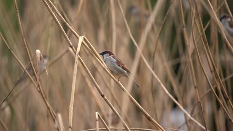 Männlicher-Haussperling-Passer-Domesticus-Auf-Schilf-Thront,-Statische-Nahaufnahme