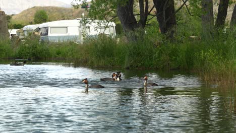 Parejas-De-Somormujo-Lavanco-De-Australasia-Anidan-En-Un-Lago-Junto-A-Un-Camping