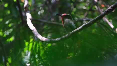 Seen-through-green-leaves-while-perched-on-a-vine-facing-towards-the-left,-Red-bearded-Bee-eater-Nyctyornis-amictus,-Thailand