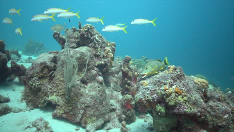 A-large-yellow-snapper-hovers-above-the-coral-in-the-Caribbean-sea