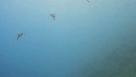 Kleine-Gruppe-Von-Calamari,-Die-Zusammen-Schwimmen,-In-4K