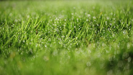 Macro-shot-of-dew-on-grass