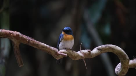 Mirando-Hacia-La-Cámara-Y-Alrededor-Visto-Encaramado-En-Una-Vid-En-Espiral,-Papamoscas-Azul-Indochino-Cyornis-Sumatrensis-Macho,-Tailandia