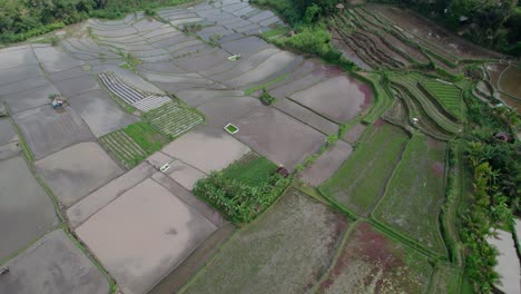 überflutete-Reisfelder-Vor-Der-Pflanzung-Der-Setzlinge-In-Bali,-Indonesien