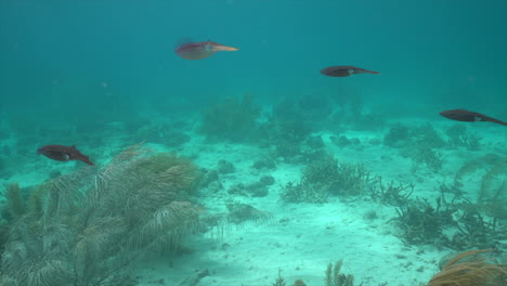 Cinco-Calamares-De-Arrecife-Caribeño-Ondulan-A-Través-Del-Agua-Turquesa.