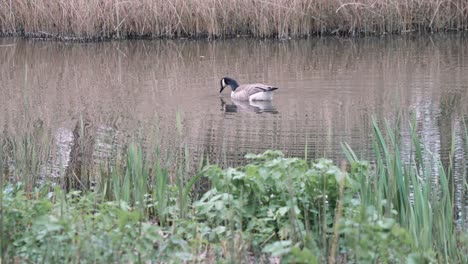 Canada-goose-swims-on-a-small-pond-in-a-city-park