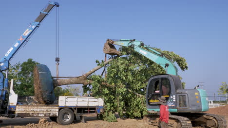 Arbeiter-Manövrieren-Den-Kran-Und-Einen-Bagger,-Um-Den-Ausgewachsenen-Baum-In-Ein-Loch-Abzusenken-Und-Ihn-An-Einem-öffentlichen-Ort-In-Einer-Provinz-In-Südostasien-Neu-Zu-Pflanzen