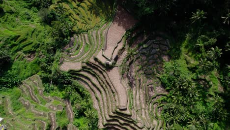 Ricefield-Terraces-In-Bali,-Indonesia---Aerial-Top-Down
