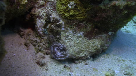 A-brown-seahorse-sways-gently-in-the-Caribbean-sea,-amid-a-healthy-coral-reef