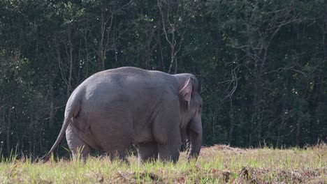 Facing-to-the-right-flapping-its-ears-and-swinging-its-tail-as-it-eats-minerals-from-the-ground,-Indian-Elephant-Elephas-maximus-indicus,-Thailand