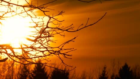 Surreal-golden-hour-sunset-with-burning-sky-effect,-tree-branch-silhouette