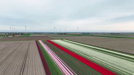 Toma-De-Drones-De-Un-Hermoso-Campo-De-Tulipanes-En-Flevolanda,-Países-Bajos