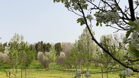 beautiful-shot-of-the-fruit-trees,-most-of-them-pear-trees-in-bloom,-in-a-growing-area-in-the-Jardin-de-el-Principe-and-a-garden-operator-appears-with-a-brushcutter-removing-the-weeds-from-the-path