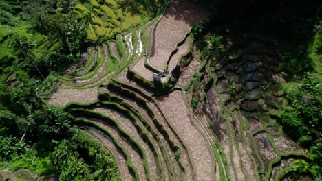 Rice-Field---Bali-Rice-Terraces-In-Summer-In-Indonesia