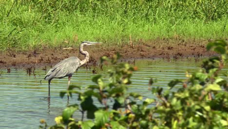 Grey-Heron-Walking-In-Shallow-Water-Of-Pond-In-Blackwater-National-Wildlife-Refuge,-Maryland,-United-States---Tracking-Shot