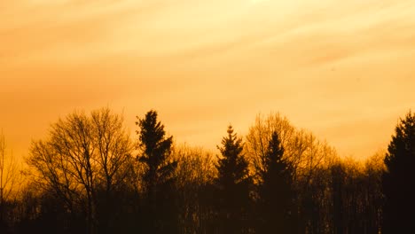 Moody-and-dramatic-sunset-with-deep-yellow-sky-and-forest-silhouette,-Latvia