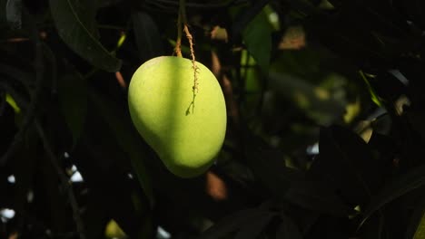 Mango-fruit-green---food-