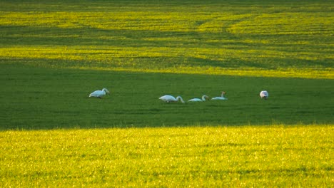 Eine-Gruppe-Von-Höckerschwänen-Ruht-Und-Ernährt-Sich-Auf-Einem-Grünen-Feld-Im-Schatten,-Lettland