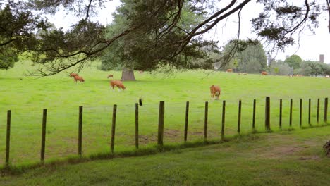 Vacas-Pastando-En-Campos-Verdes,-Animales-Marrones-Ganado-Cornwall-Park,-Auckland,-Nueva-Zelanda