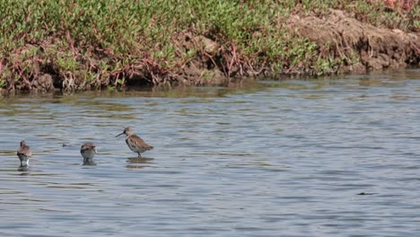 Two-individuals-foraging-and-one-arrives-from-the-left,-Common-Redshank-or-Redshank-Tringa-totanus,-Thailand