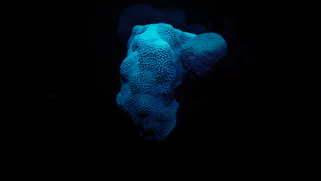 At-night,-the-camera-pans-in-on-a-florescent-blue-coral-in-the-Caribbean-Sea