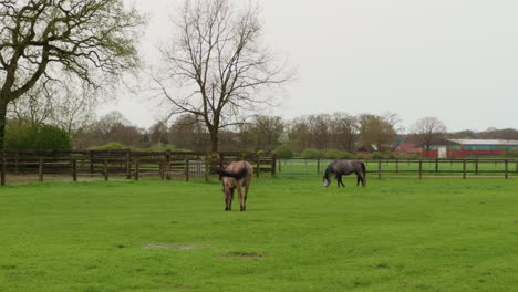 horses-graze-on-the-grass-in-Germany,-wide-shot,-daylight-in-summertime