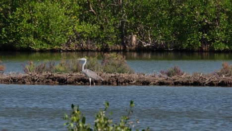 La-Cámara-Se-Aleja-Y-Se-Desliza-Hacia-La-Izquierda-Mientras-Este-Pájaro-Mira-Hacia-La-Izquierda,-Garza-Real-Ardea-Cinerea,-Tailandia