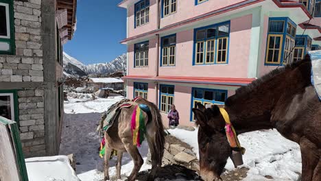 Packing-mules-carrying-goods-through-the-village-of-Kyanjin-Gompa