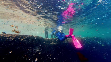 Underwater-scuba-diver-with-pink-footwear-swims-between-orange-marine-plants-with-tank-equipment-arriving-to-shore