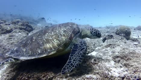 Tortuga-Marina-Verde-Nadando-Sobre-Arrecifes-De-Coral-De-Cerca-En-La-Isla-Mauricio