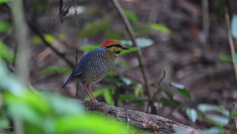 La-Cámara-Se-Acerca-Mientras-Este-Pitta-Hydrornis-Cyaneus-Azul-Se-Ve-En-Un-Tronco-En-Lo-Profundo-Del-Bosque,-Tailandia