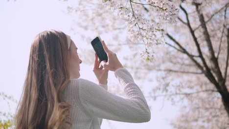 Turista-Con-Cabello-Largo-Y-Rubio-Tomando-Fotos-De-árboles-De-Flores-De-Sakura-En-Primavera-En-El-Parque-Forestal-Ciudadano-De-Yangjae,-Seocho,-Seúl,-Corea-Del-Sur