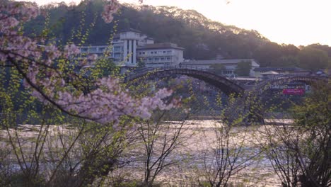 Flores-De-Cerezo-Al-Amanecer-Con-El-Puente-Kintaikyo-En-El-Fondo,-Temporada-De-Sakura-Japón