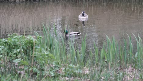 Male-and-female-mallard-duck-swims-in-a-small-pond-in-a-city-park