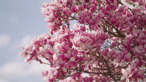 Flores-De-Un-árbol-De-Magnolia-En-Primavera.