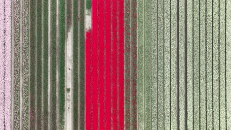 Drone-shot-of-beautiful-tulip-field-in-Netherlands-Flevoland