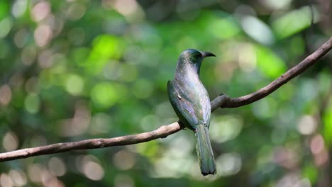 Seen-from-its-back-chirping-and-looking-to-the-right-then-jumps-off-to-fly-down,-Blue-bearded-Bee-eater-Nyctyornis-athertoni,-Thailand