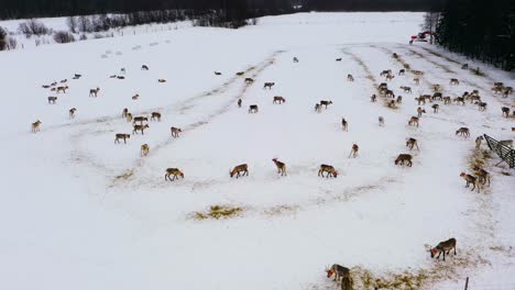 Vista-Aérea-Alrededor-De-Renos-En-Una-Granja,-Día-Nublado-De-Invierno-En-Laponia