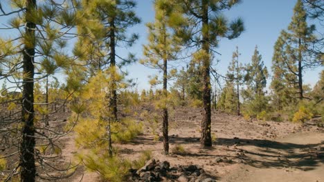 Green-pine-tree-forest-and-shrubs-in-spring,-volcanic-landscape-in-Teide-Nation-park-on-Tenerife,-Canary-Islands
