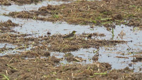 Kleiner-Sperlingsvogel,-Kleine-östliche-Schafstelze