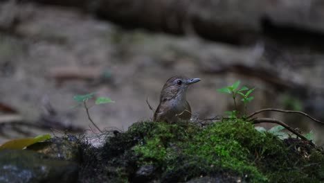 Seen-behind-a-mossy-mound-chirping-and-looking-around,-Abbott's-Babbler-Malacocincla-abbotti,-Thailand