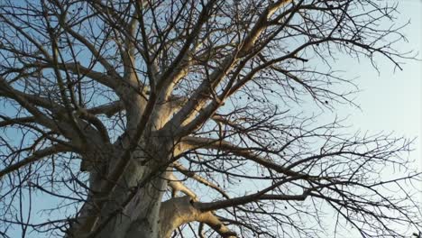 100-Jahre-Alter-Baum,-Nahaufnahme,-360°-Ansicht-In-Daman-In-Gujarat