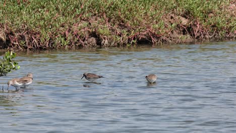 Four-guys-foraging-then-one-goes-to-the-left,-Common-Redshank-or-Redshank-Tringa-totanus,-Thailand