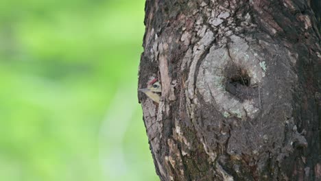 Camera-zooms-in-while-the-birds-looks-out-side-from-its-nest,-Speckle-breasted-Woodpecker-Dendropicos-poecilolaemus,-Thailand
